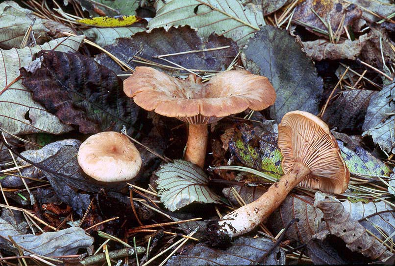 Lactarius alpinus var mitis